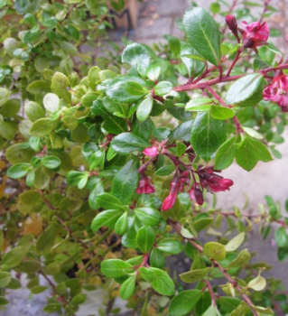 Escallonia organensis 1